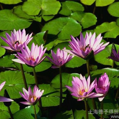 **BASF汽巴熒光增白劑OB、OB-1，用于塑料和涂料，低
